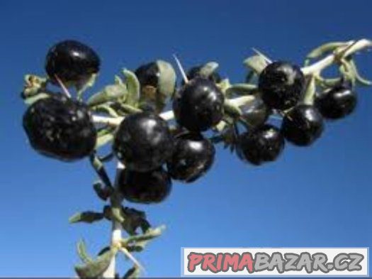 Černá Goja Berry Kustovnice ruténská - semena 20ks