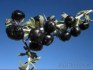 Černá Goja Berry Kustovnice ruténská - semena 20ks