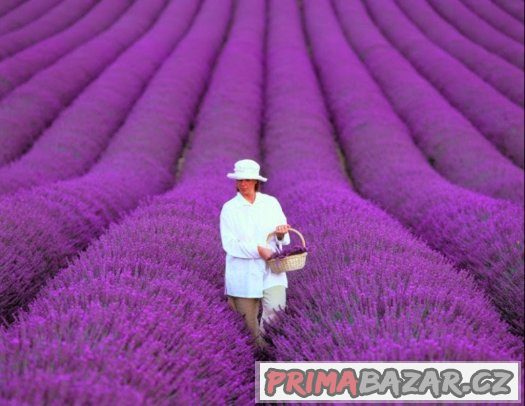 Levandule lékařská - orig. Provence semena 50ks