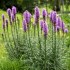 Liatris spicata ( šuškarda ) - semena 25 ks