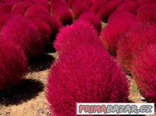 Kochia scoparia pink - semena 25 ks