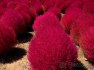 Kochia scoparia pink - semena 25 ks