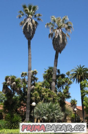 Palma Washingtonia filifera - semena 5 ks