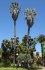 Palma Washingtonia filifera - semena 5 ks