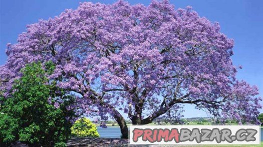 Paulownia - císařský strom - semena 50ks