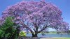 Paulownia - císařský strom - semena 50ks
