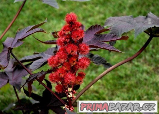 Skočec obecný (Ricinus communis) - semena 5ks