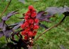 Skočec obecný (Ricinus communis) - semena 5ks