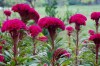 Nevadlec hřebenitý ( Celosia argentea ) - semena 50 ks