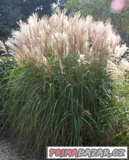 Ozdobnice čínská (Miscanthus sinensis) - semena 30 ks