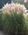 Ozdobnice čínská (Miscanthus sinensis) - semena 30 ks