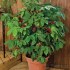 Kávovník arabský ( coffea arabica ) - semena 10 ks