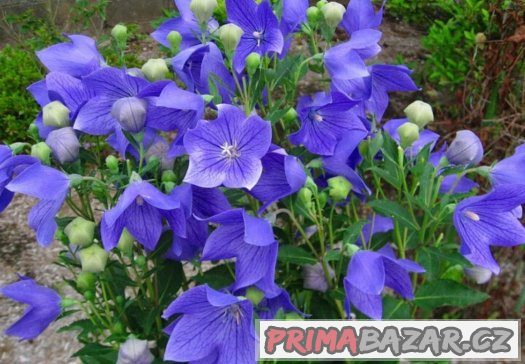 Eustoma modrá ( Jícnovka ) - semena 25 ks