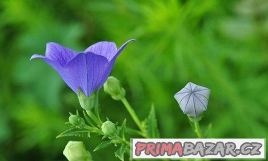 Eustoma modrá ( Jícnovka ) - semena 25 ks