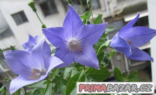 Eustoma modrá ( Jícnovka ) - semena 25 ks