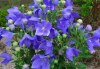 Eustoma modrá ( Jícnovka ) - semena 25 ks