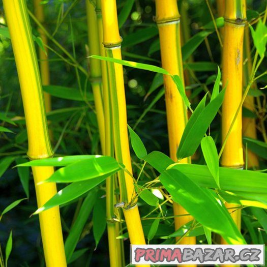 Bambus Phyllostachys Aureosulcata - semena 10 ks