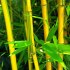 Bambus Phyllostachys Aureosulcata - semena 10 ks