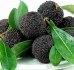 Myrica Rubra ( Voskovník ) černý - semena 5 ks