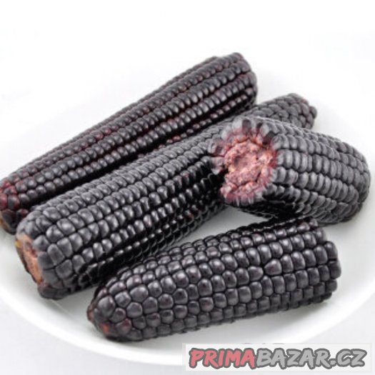 Kukuřice černá - semena 10 ks