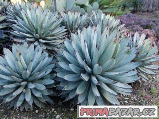 Agave - semena 15 ks