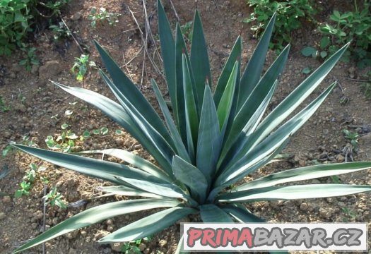 Agave - semena 15 ks