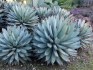 Agave - semena 15 ks