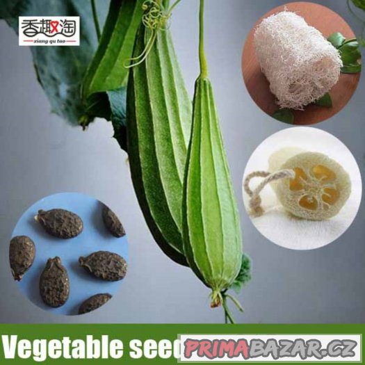 Lufa ( Luffa acutangula ) - semena 5 ks