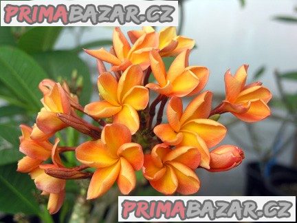 Plumeria orange - semena