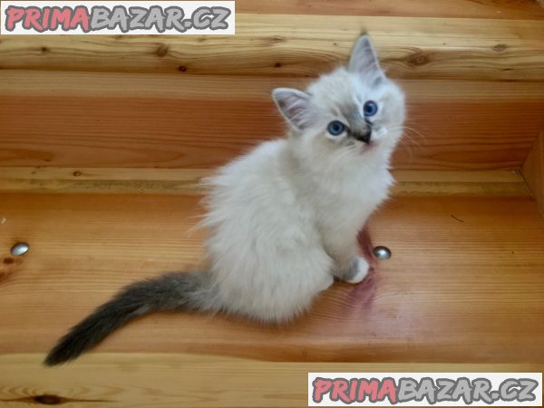 kotatka-ragdoll-s-pp