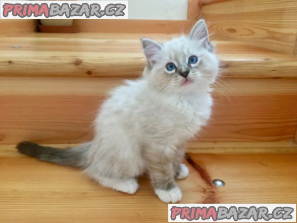 Koťátka Ragdoll s PP Koťátka Ragdoll s PP