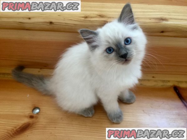 Koťátka Ragdoll s PP Koťátka Ragdoll s PP