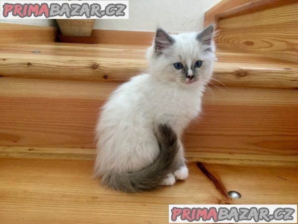 Koťátka Ragdoll s PP Koťátka Ragdoll s PP
