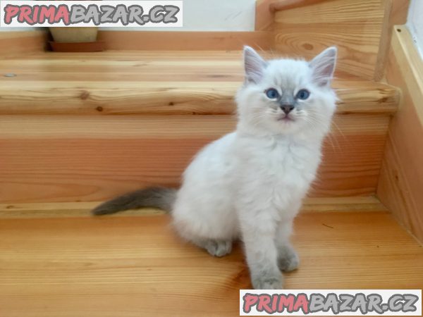 Koťátka Ragdoll s PP Koťátka Ragdoll s PP