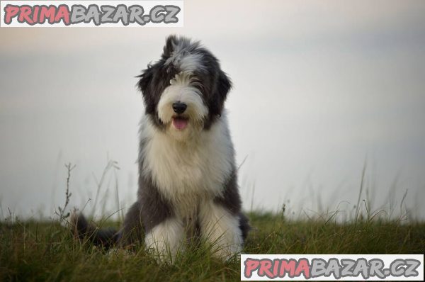 Bearded collie