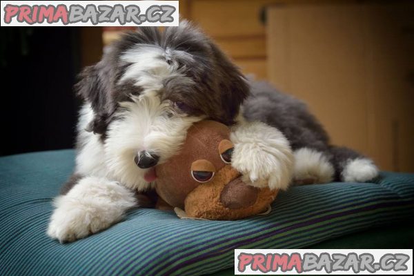 Bearded collie