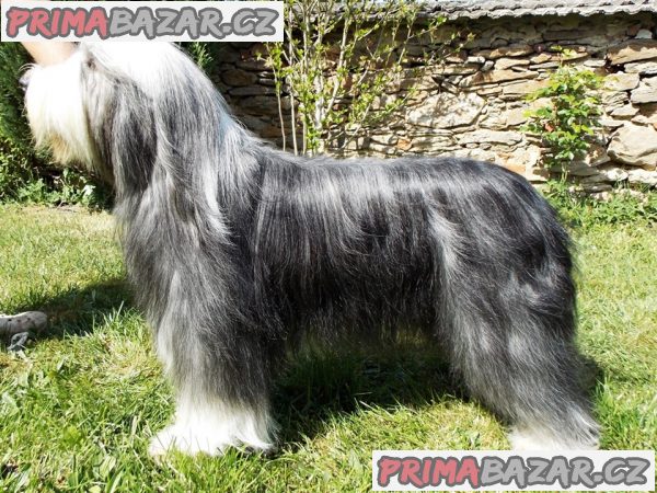 Bearded collie