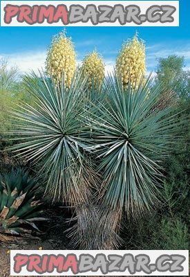 yucca-ridiga-semena