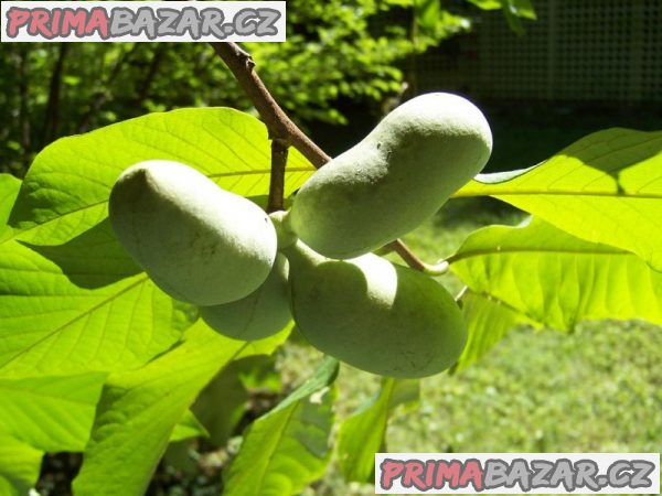 asimina-triloba-naklicena-semena