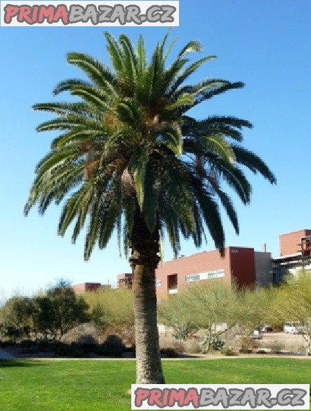 Phoenix Canariensis - naklíčená semena, akce sleva 50%