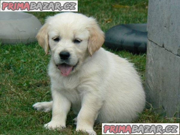 Golden retriever s PP - štěňata /zlatý retrívr/