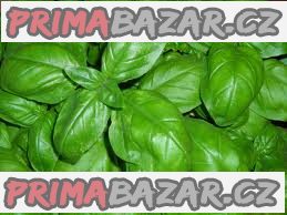 Bazalka Fino verde - semena