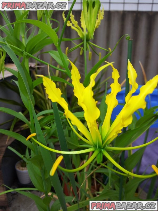 gloriosa-lutea-semena