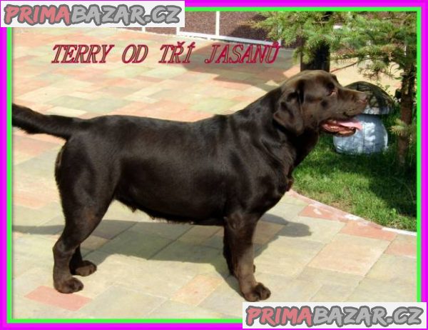 Labradorský retriever