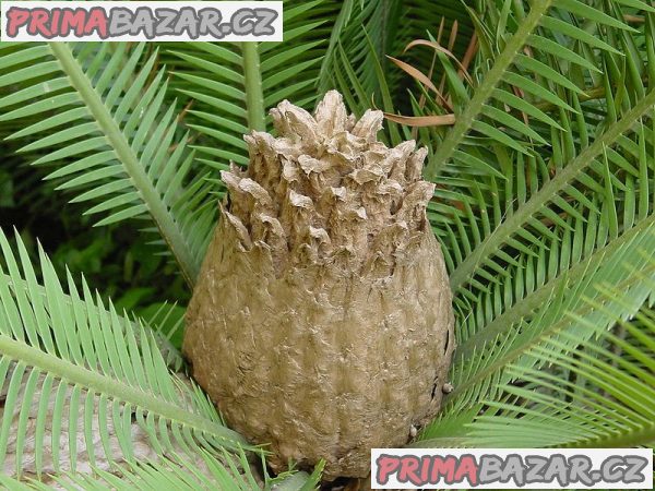 Cycas dioon edulis - naklíčená semena