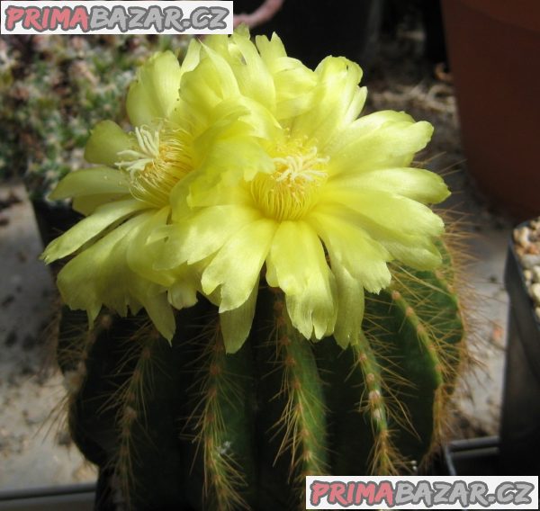 Kaktus Eriocactus - směs semen