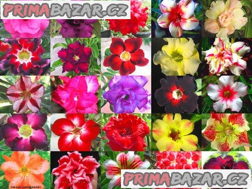 adenium-mix-sazenice-8-10-cm