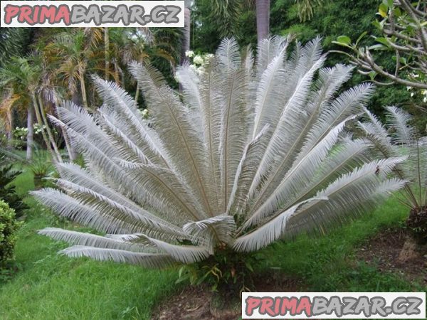 cycas-siamensis-naklicena-semena