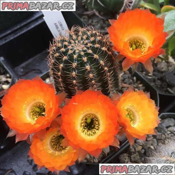 kaktus-lobivia-amblayensis-semena