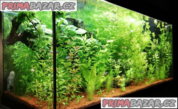 akvarijni-rostliny-nenarocne
